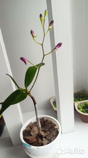 Дендробиум Кингианум Берри Ода