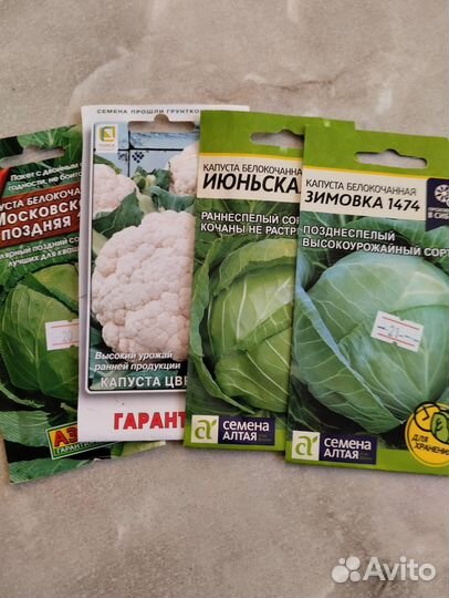 Рассада капусты разной