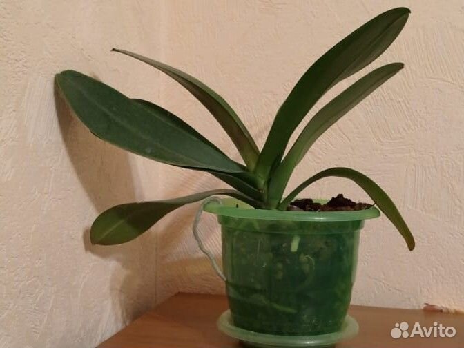 Орхидея фаленопсис