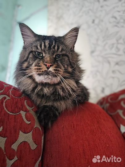 Котята мейн-кун