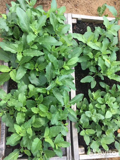 Шалфей Salvatore Blue, Merlo, Аметист