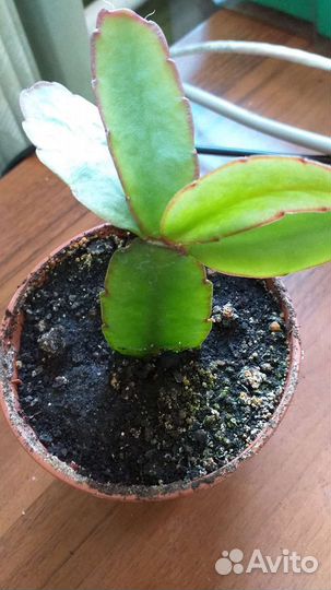 Рипсалидопсис, иначе декабрист