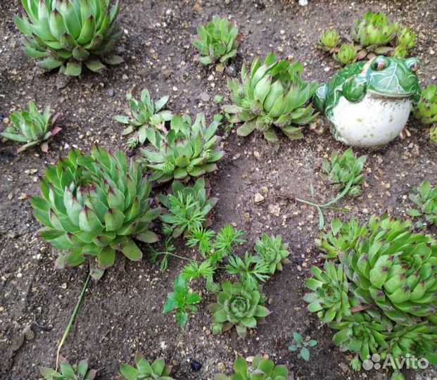 Каменная роза (молодило), гвоздика, вероника