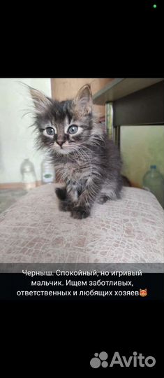 Котята в добрые руки