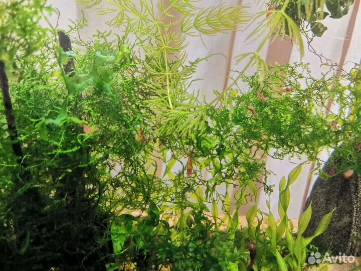 Креветки вишня