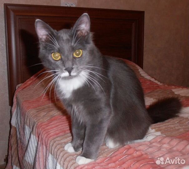 Молодой роскошный котик Сёма в дар