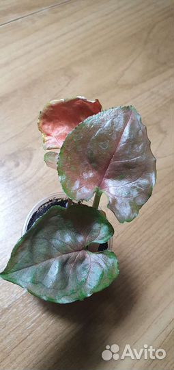 Сингониум клубничный лед