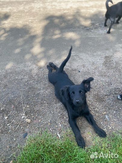 Щенки в добрые руки