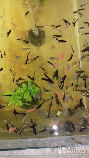 Аквариумные рыбки