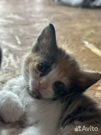 Кошки донской сфинкс