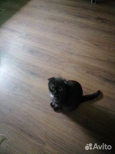 Шотландская вислоухая кошка бесплатно