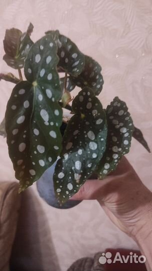 Бегония макулата