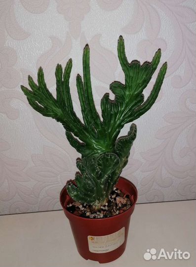 Суккулент Стапелия Линдерсиае Кристата