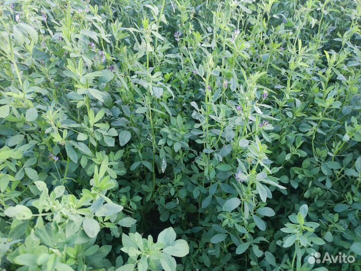 Сено люцерны в тюках