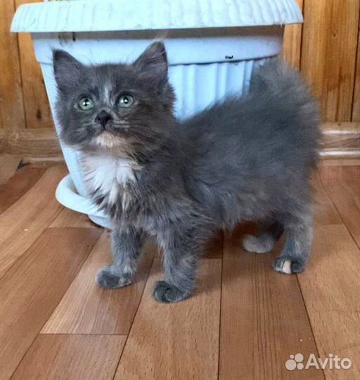 Кошка в дар