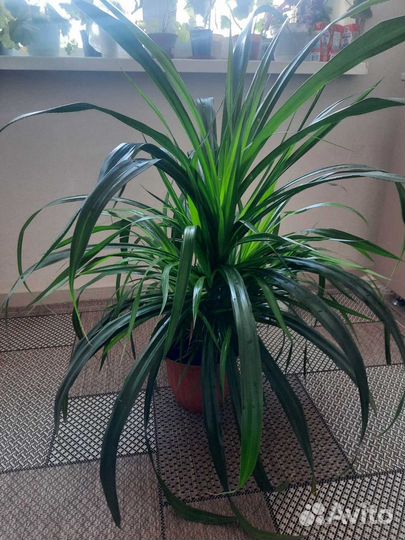 Продам цветы комнатные