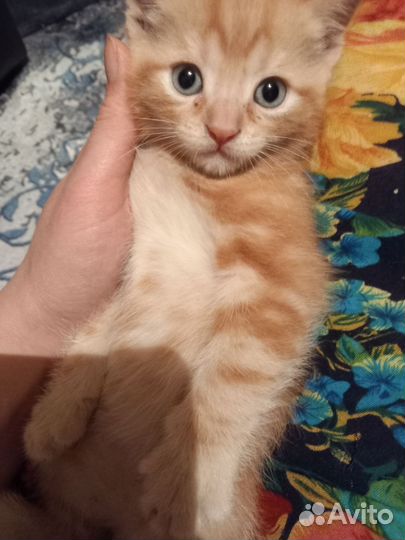 Кошка в дар