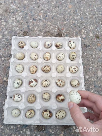 Яйца кур