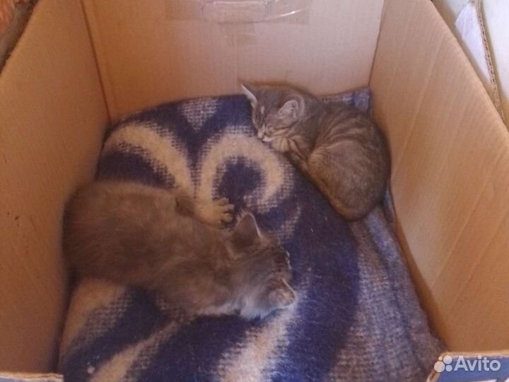 Котята в добрые руки