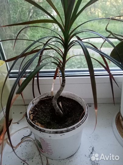 Пальма драцена