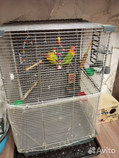 Попугаи неразлучники Фишера с клеткой