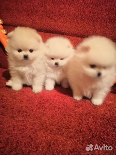 Померанский Шпиц. Девочки и мальчики