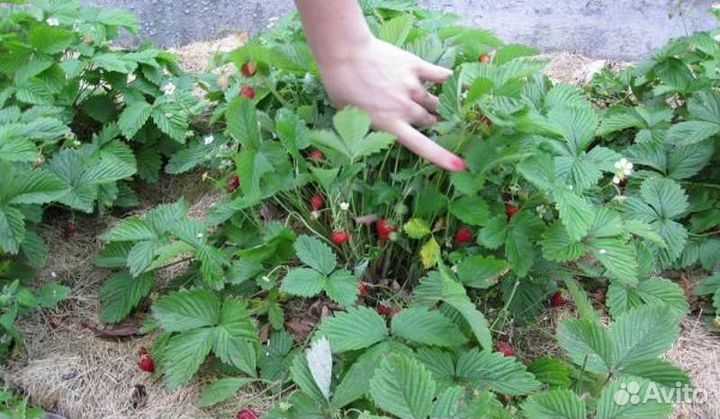 Земляника садовая саженцы