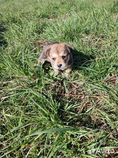 Щенки в добрые руки