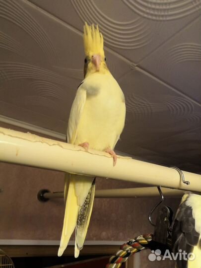 Попугай корелла птенец