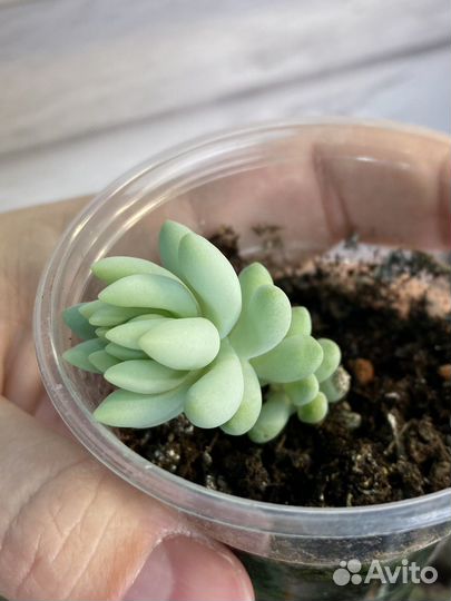 Суккуленты