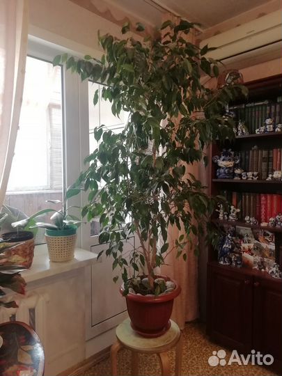 Фикус бенджамина