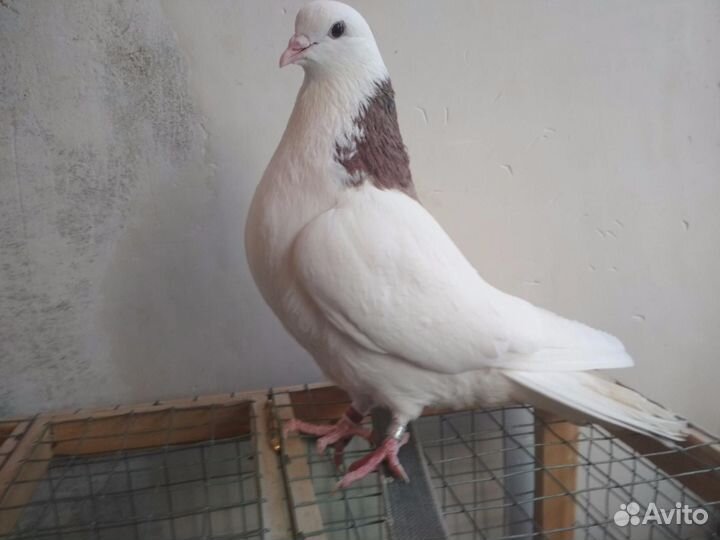 Пермские высоколетные гривуны