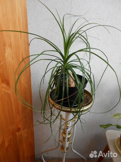 Комнатные растения: Гастерия, Бокарнея,Синг