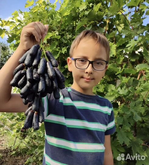 Саженцы винограда кишмиш Аватар