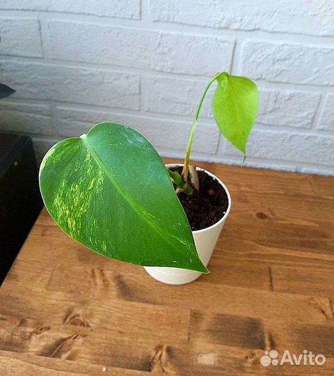 Монстера Еллоу Сплеш