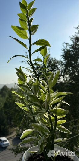 Педилантус