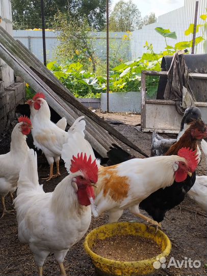 Петушки домашние леггорн белый