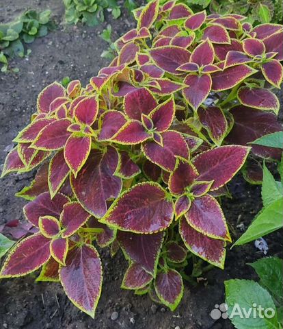 Колеусы вегетативные