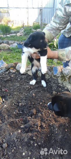 Щенки русско европейской лайки