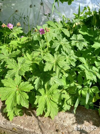 Расстения для сада