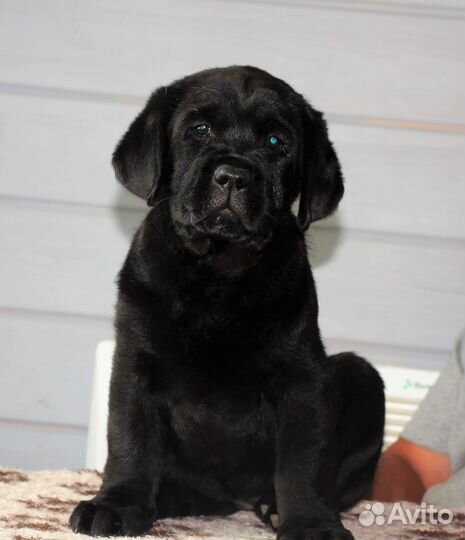 Щенки лабрадора от питомника