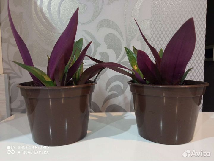 Традесканция рео