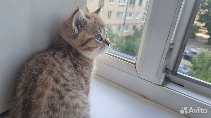 Британская золотая девочка