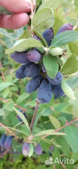 Саженцы жимолости съедобной