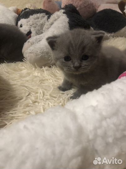 Британские котята