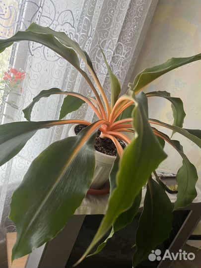 Продам комнатные растения