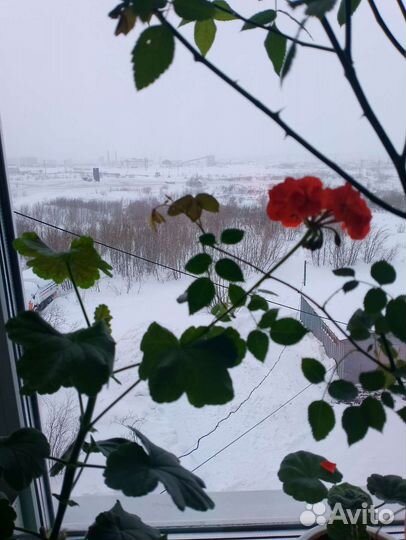 Пеларгония герань