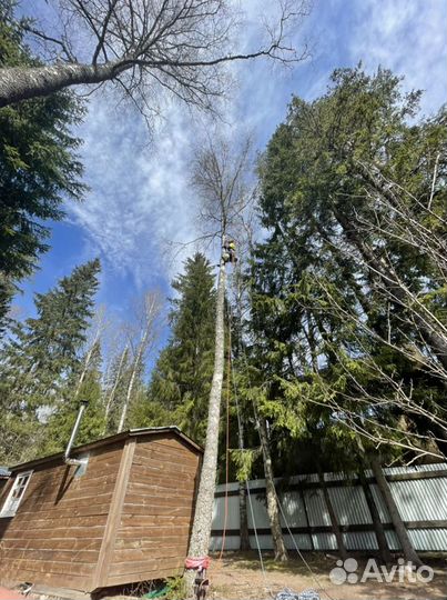 Спил деревьев