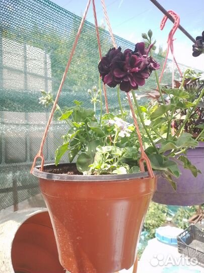 Цветы в кашпо