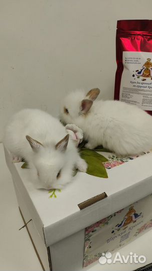 Декоративные кролики в добрые руки